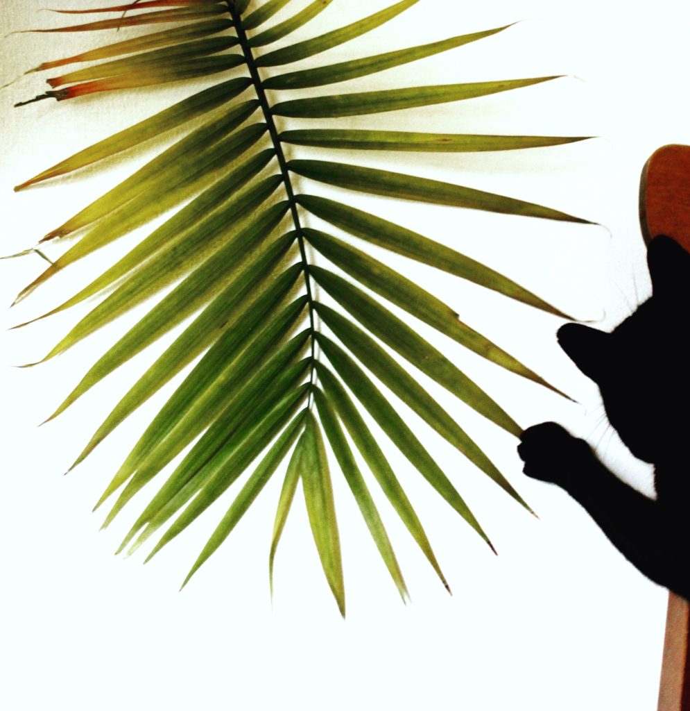 Pet Safe Plants - Palms