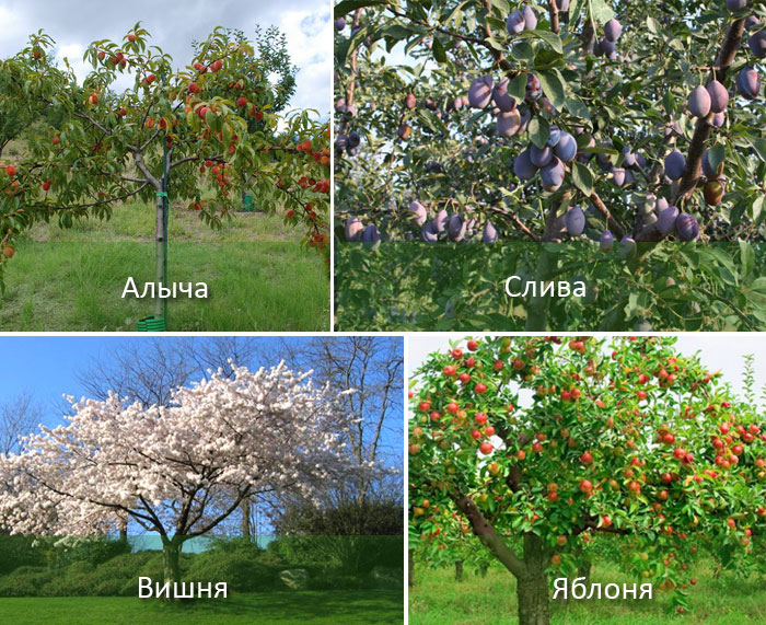 Плодовые деревья сочи фото с названиями