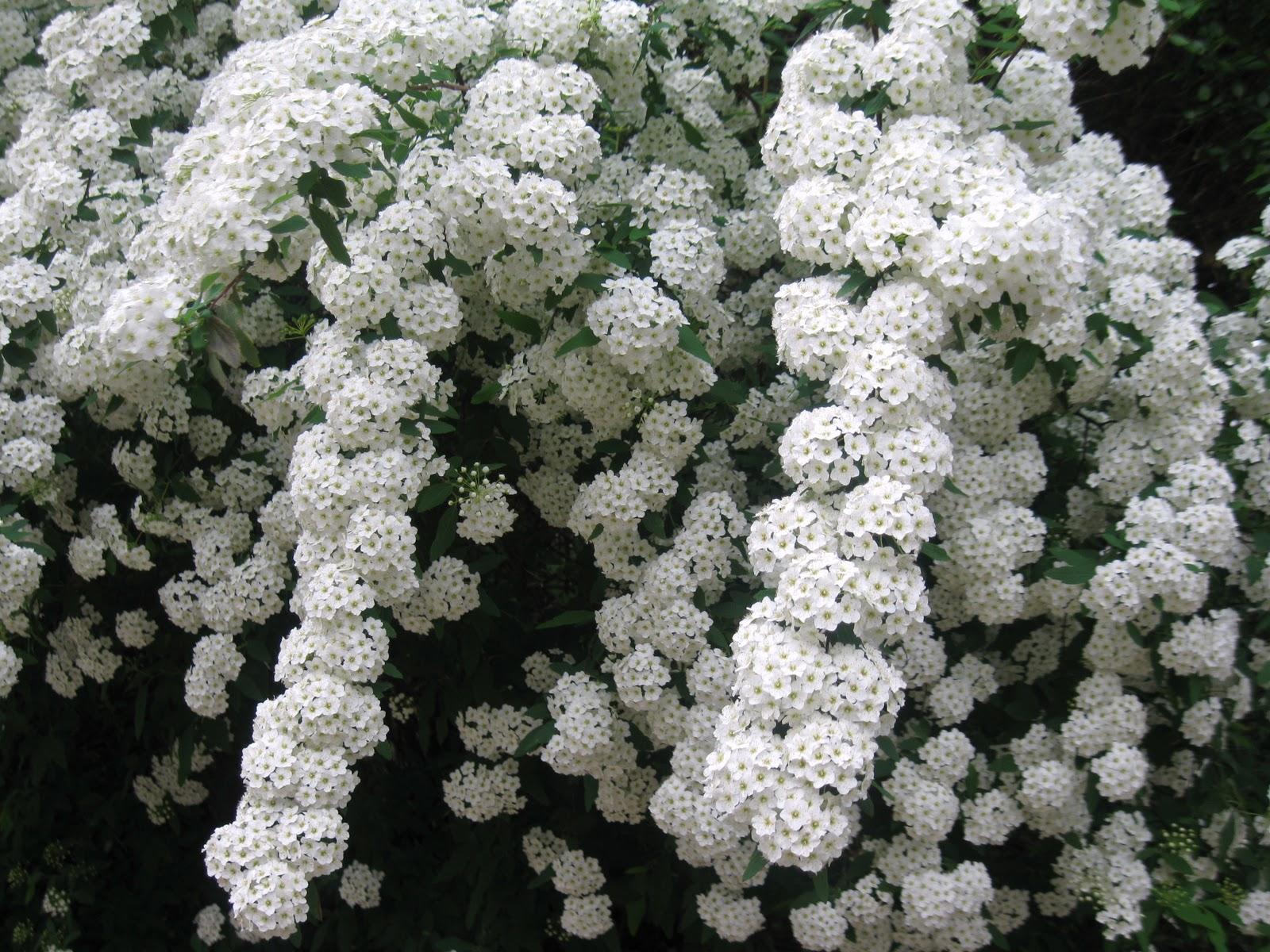 Кустарник с маленькими белыми цветочками фото