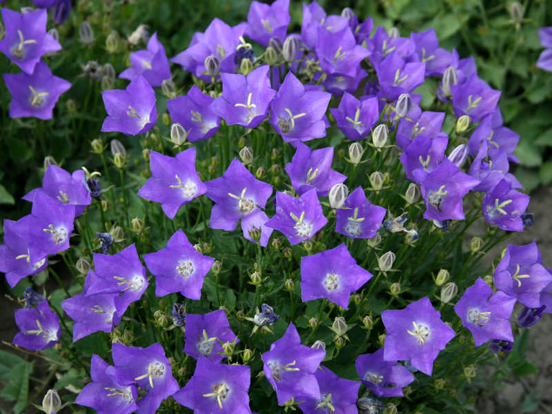 Колокольчик - еще один отличный цветок, который сажаем в август месяце