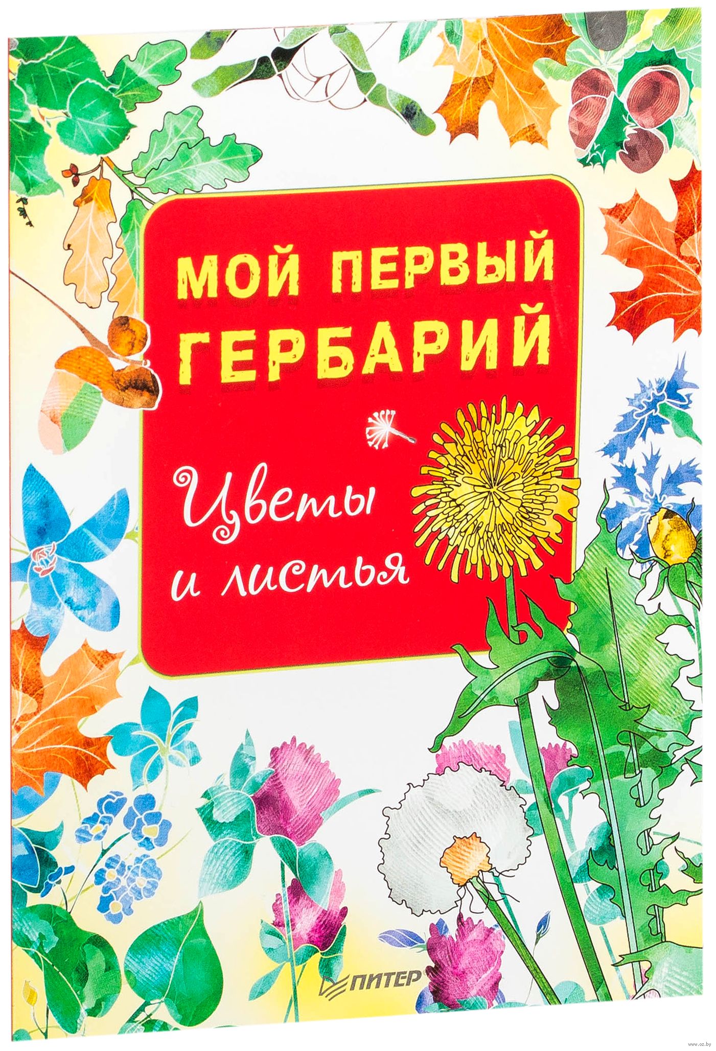 Лист обложка. Гербарий обложка. Гербарий титульный лист. Гербарий листья. Обложка на гербарий в школу.