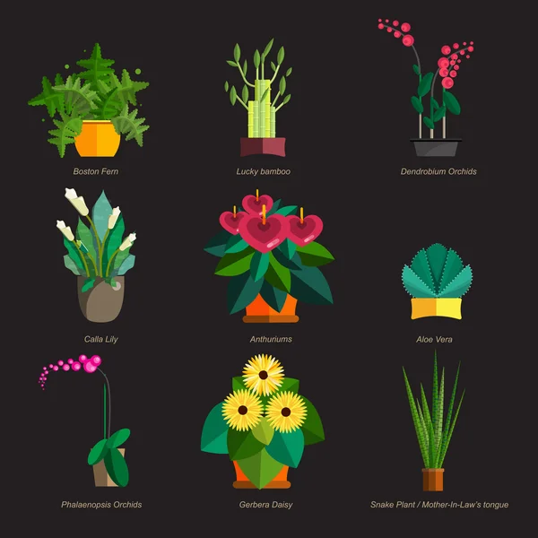 Illustration of houseplants, indoor and office plants in pot. Dracaena, fern, bamboo, spathyfyllium, orchids, Calla lily, aloe vera, gerbera, snake plant, anthuriums. Flat plants, vector icon set Stock Vector