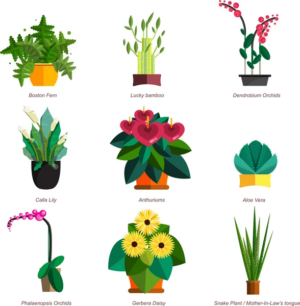Illustration of houseplants, indoor and office plants in pot. Dracaena, fern, bamboo, spathyfyllium, orchids, Calla lily, aloe vera, gerbera, snake plant, anthuriums. Flat plants, vector icon set Vector Graphics