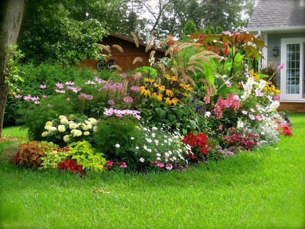Цветы перед домом: Как красиво посадить цветы в палисаднике перед домом .