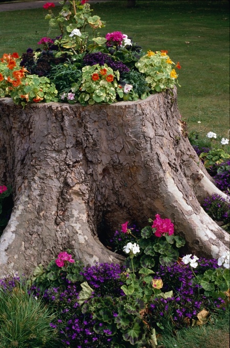  Creative gardening ideas: tree stump planted with annuals