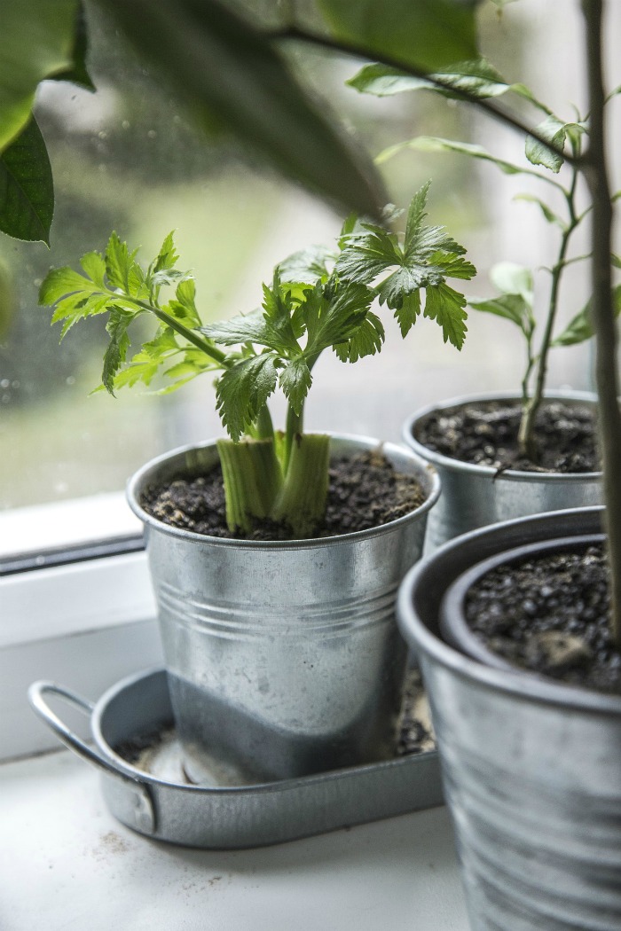 celery plant in a pot