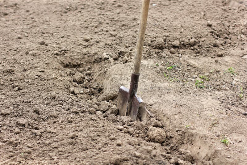 Shovel on a plowed plot of land. Agricultural tool royalty free stock photography