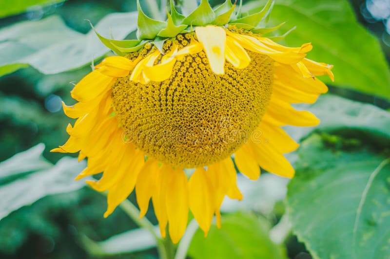 Sunflower grows on a private plot. Home garden with plants. environmentally friendly product with vitamins.  royalty free stock photo