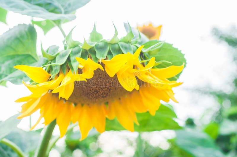 Sunflower grows on a private plot. Home garden with plants. environmentally friendly product with vitamins.  stock photography