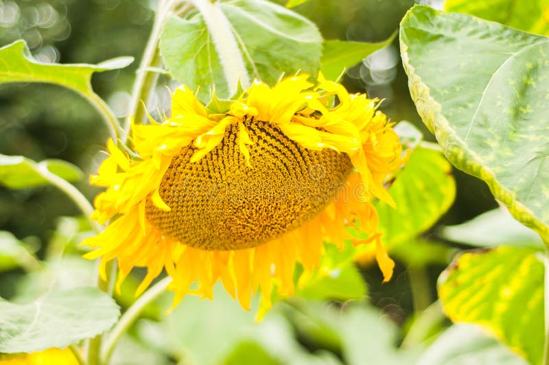 Sunflower grows on a private plot. Home garden with plants. environmentally friendly product with vitamins.  royalty free stock photo