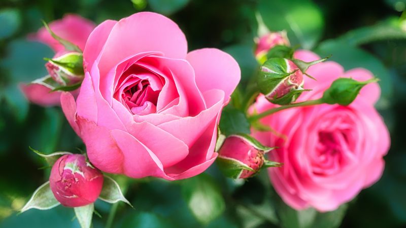 Rose, pink, flower, 5K (horizontal)