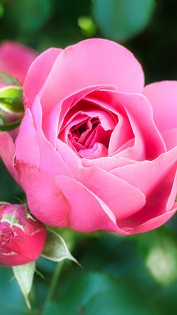 Rose, pink, flower, 5K (vertical)