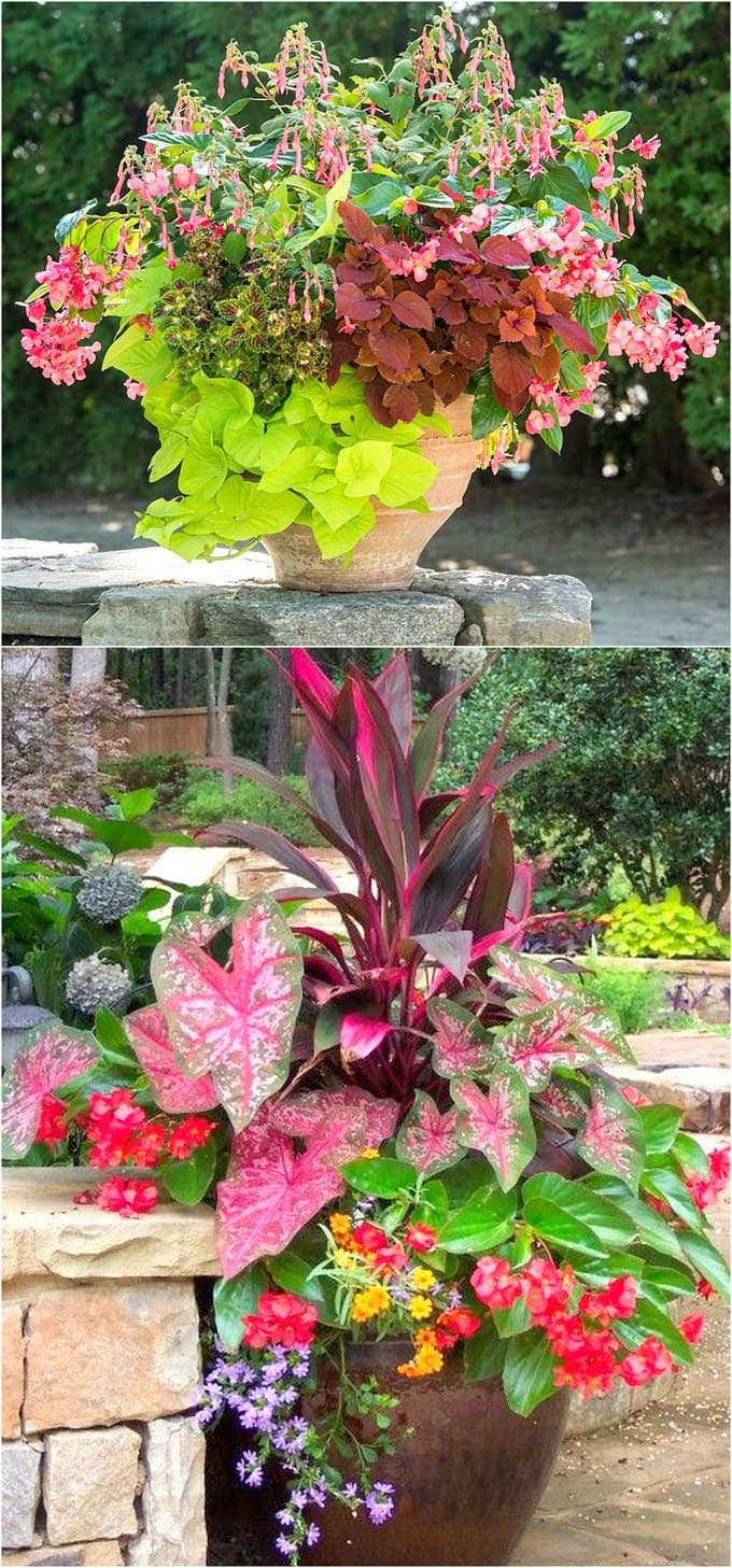 flowering shade plants in large container garden