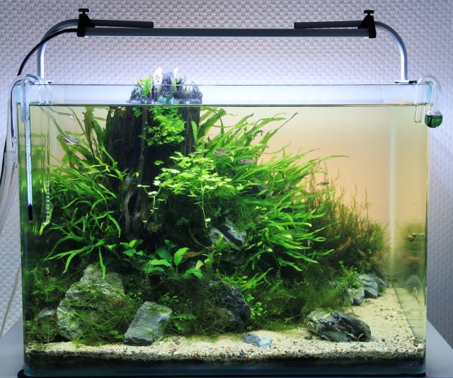 Aquariums without cover