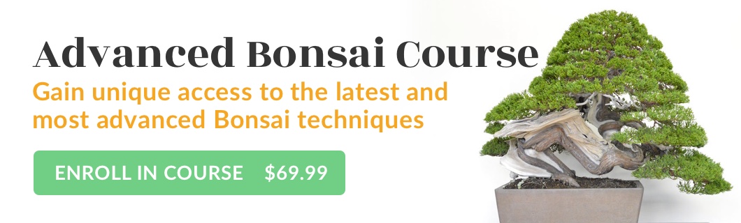 Advanced Bonsai Course