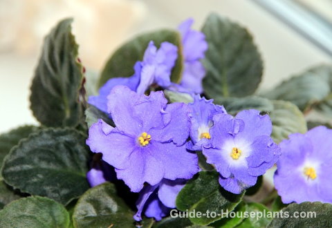 african violets, indoor house plants