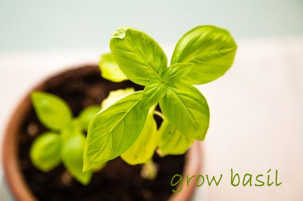 Growing Basil