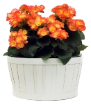 Begonia begonia care, reiger begonia, tuberous begonias