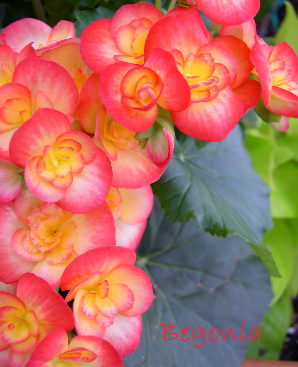 Beautiful Begonia Flowers begonia houseplant