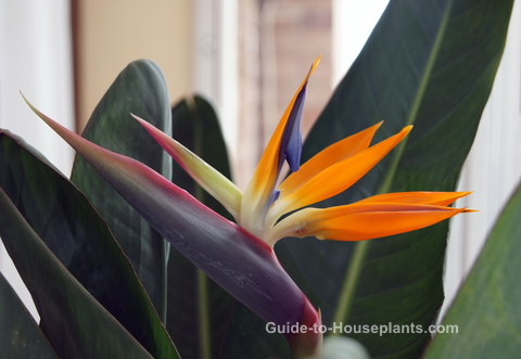 Tropical Bird of Paradise Growing in a Sunny Window bird of paradise plant, indoor house plants