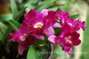 cattleya orchids, flowering house plants