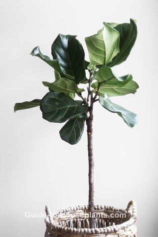 fiddle leaf fig, ficus lyrata, common house plant