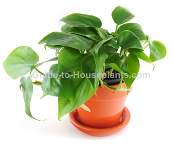 heartleaf philodendron, common house plant