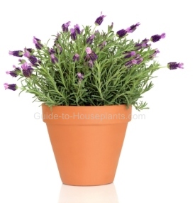 Lavender in Terra Cotta Pot how to grow lavender, growing lavender plant, lavender plant care