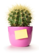 office plants, cactus house plant