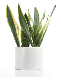 snake plant, mother-in-law