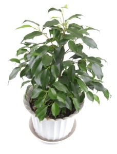 weeping fig, ficus tree, common house plants