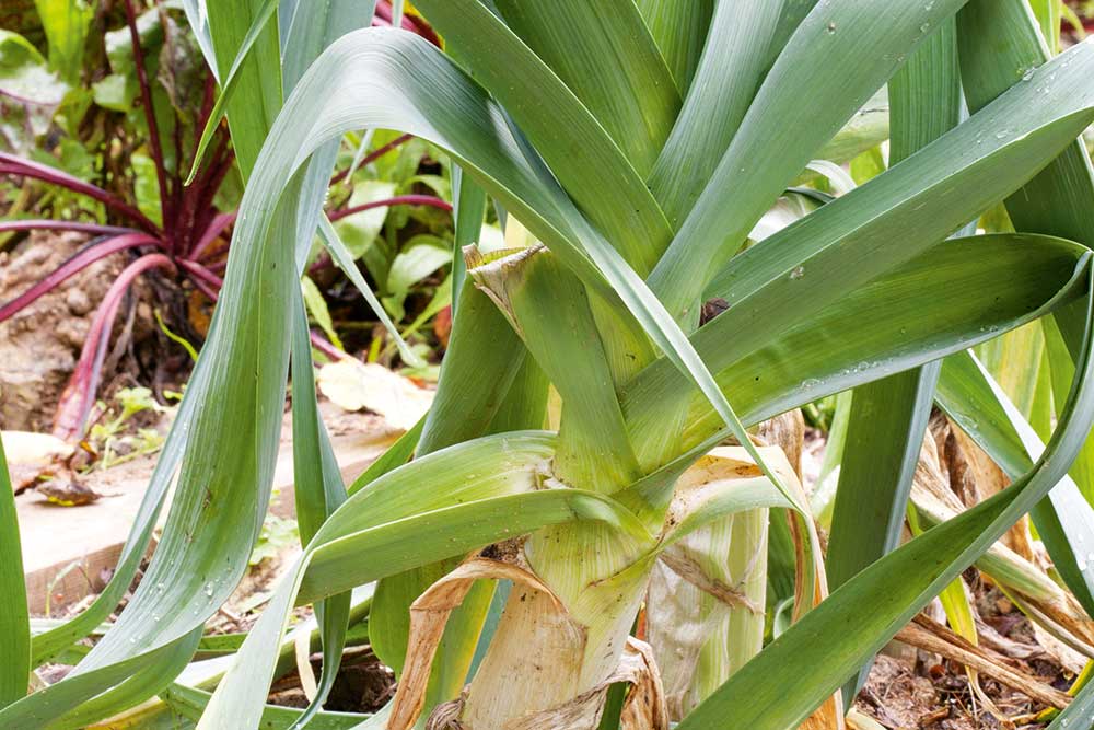 leeks growing in ground, handyman magazine, 