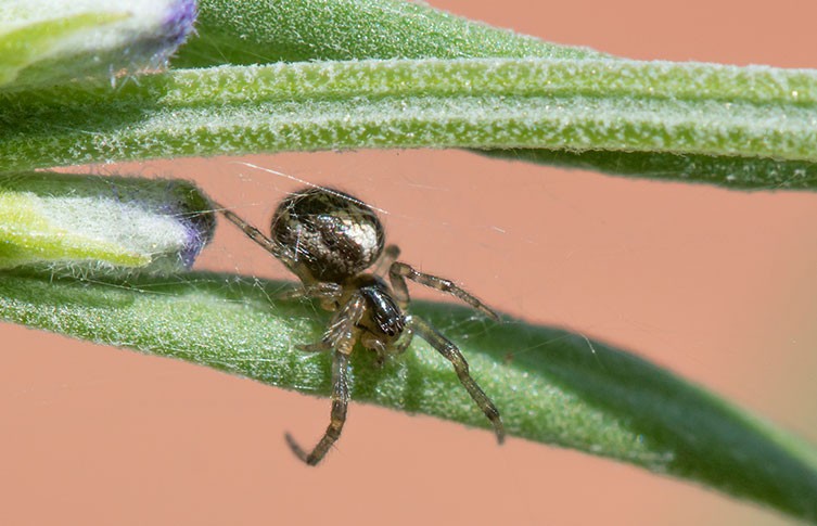 A missing sector orb-weaver spider on plant