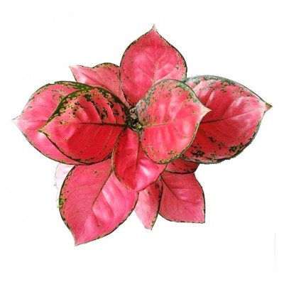 Aglaonema Red Anjamani - Chinese Evergreen