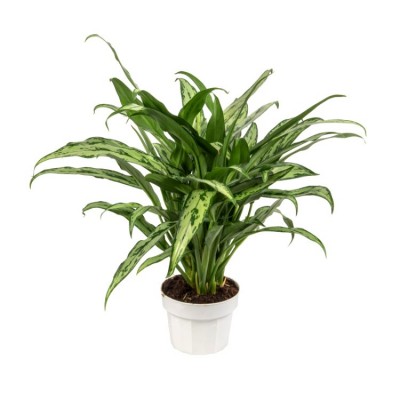 Aglaonema Cutlass - Chinese Evergreen