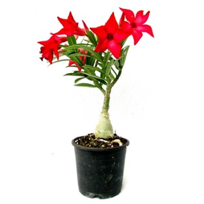 Adenium Red (Grafted) - Adenium Serene Rose, Adenium obesum, Desert Rose Plant