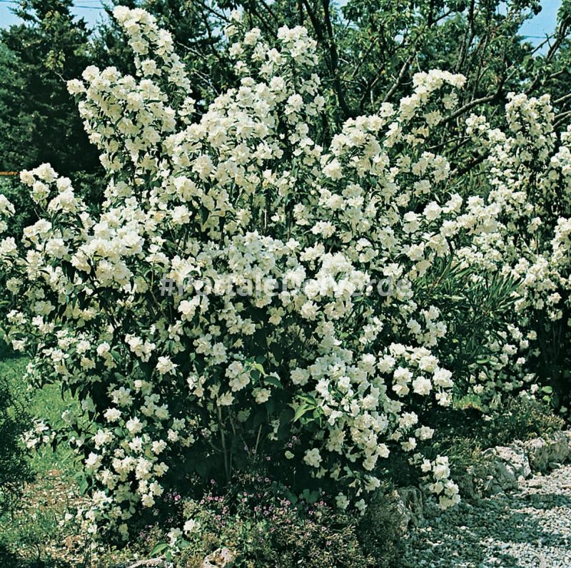 Кустарник с маленькими белыми цветочками фото