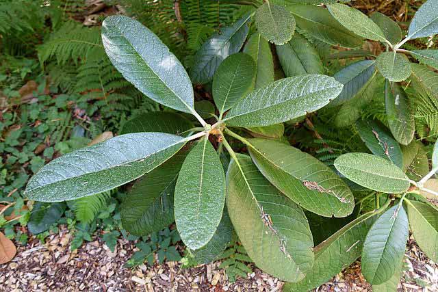 evergreen rhododendron leaves.jpg