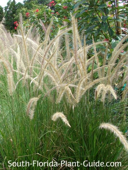 white fountain grass