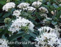 white pentas