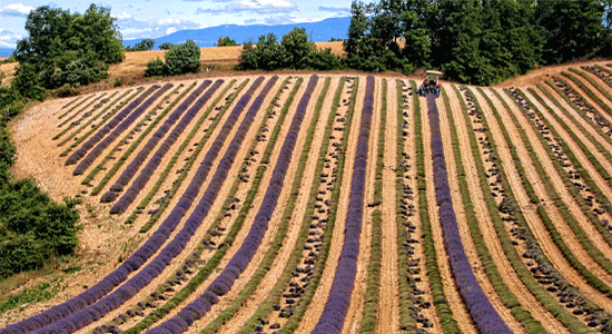 lavender-field-being-harvested