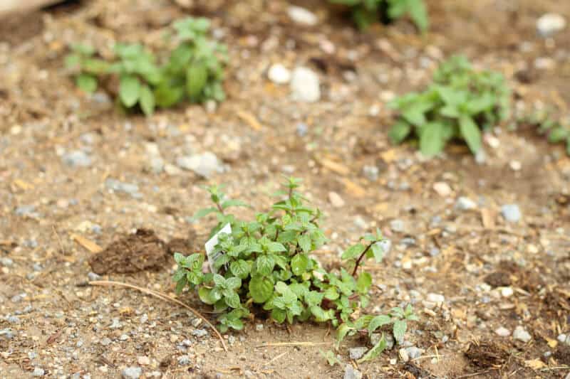 how to improve your garden soil