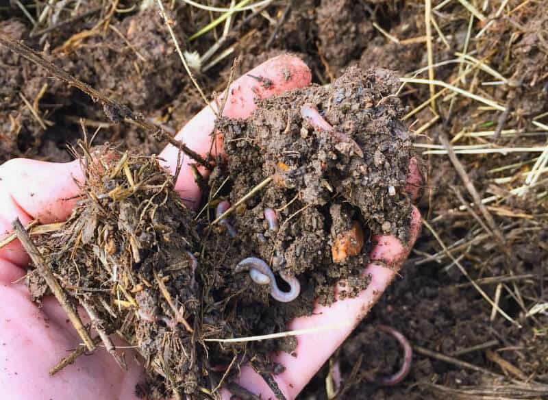 7 Simple Ways to Improve Garden Soil worms