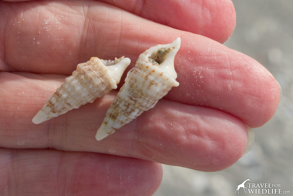 Hermit crabs need tiny spiral shells like these Cerith Shells on Sanibel Island, Florida