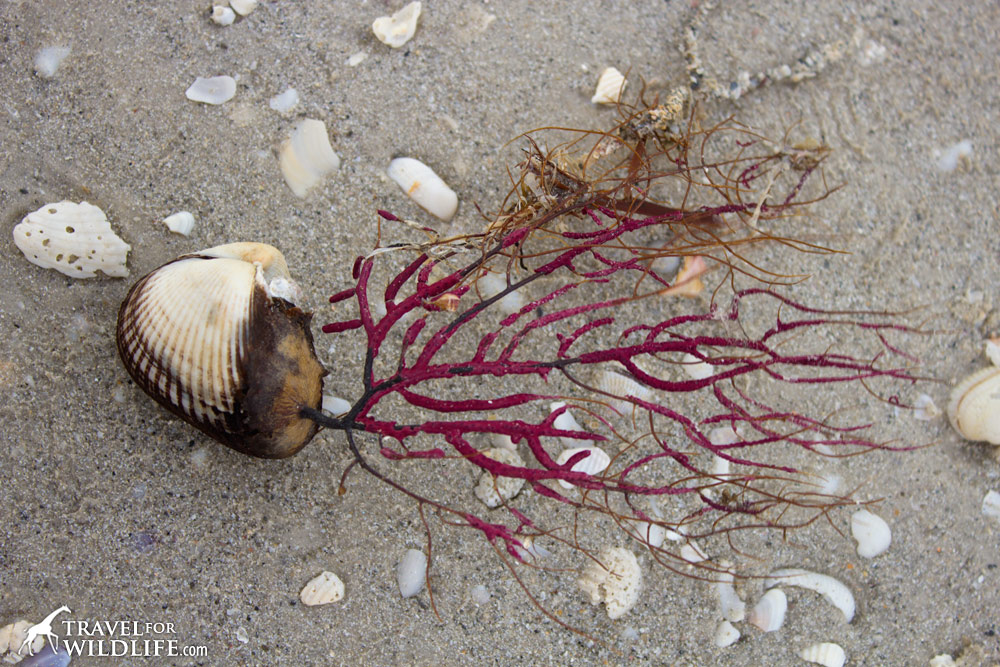 a purple coral called a sea whip attached to the shell of a Ponderous Ark on Sanibel Island