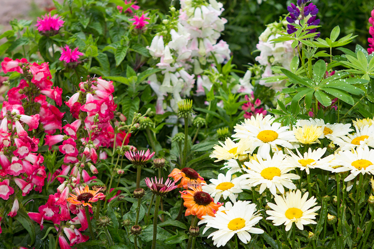 how to plant and grow perennials