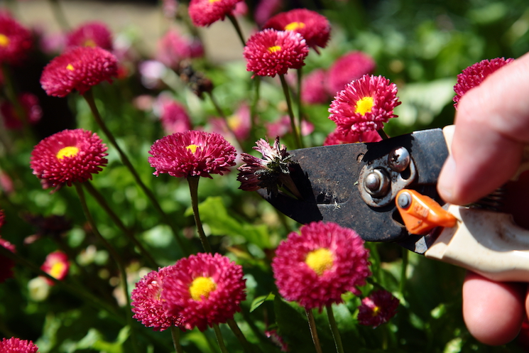 Top tips for growing perennials